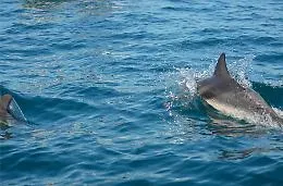 La rotta dei cetacei tra Catania e Acitrezza