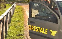 Un daino ferito salvato dai forestali vicino Castelbuono