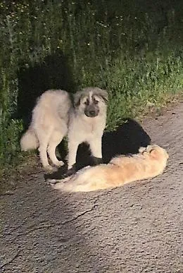 Cagnolino salvato dal sindaco che lo ha visto ferito dopo essere stato investito