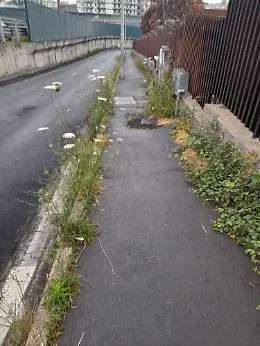 Catania: erbacce e spine all'ingresso della scuola