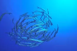 Un tuffo dove l'acqua &egrave; pi&ugrave; blu, Ustica prima nella top ten delle immersioni pi&ugrave; belle