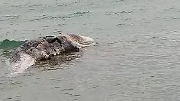 Scoglitti (Rg), balenottera incinta trovata morta sulla spiaggia