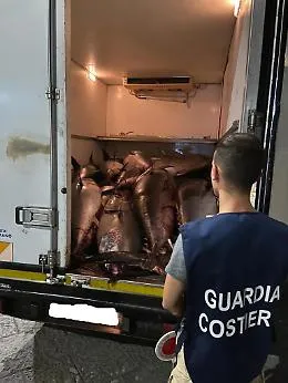 Tredici tonni rossi sequestrati perch&egrave; non tracciabili