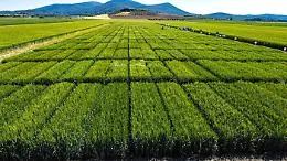 La crisi del grano, ecco perch&egrave; la Sicilia non puo' pi&ugrave; essere il granaio d'Europa