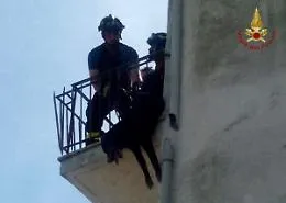 Osimo, cane incastrato nella ringhiera a 15 metri di altezza salvato dai vigili del fuoco