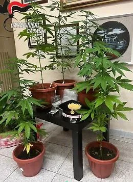 Pollice verde da &ldquo;cannabis&rdquo; a Pedara: denunciato un 32enne