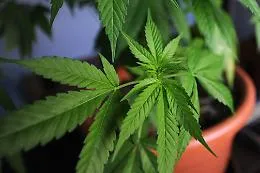 Piante di cannabis in abitazione a Pantelleria: due uomini arrestati