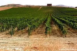 Mandrarossa conquista Decanter World Wine Award