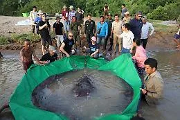 In Cambogia pescato il pi&ugrave; grande pesce d'acqua dolce: lungo 4 metri, pesa 300 chili