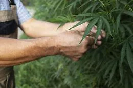 Primo s&igrave; alla depenalizzazione della cannabis  domestica