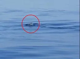 Una foca monaca al largo di Brucoli, l'eccezionale avvistamento dei diportisti