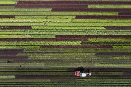 Pesticidi: Ue vuole dimezzarne l'uso entro il 2030