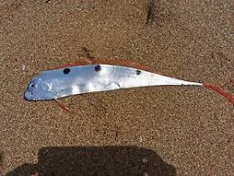 Pesce nastro trovato spiaggiato a Selinunte