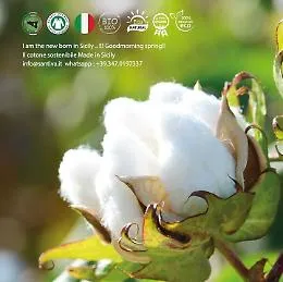Ovs, accordo con l'azienda Santiva di Pollina: produrr&agrave; cotone bio
