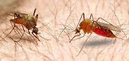 Caso di malaria a Caltanissetta dopo un viaggio in Congo