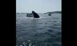La balena balza fuori dall'acqua e quasi affonda una barca