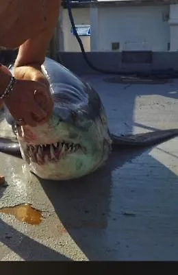 Uno squalo bianco &egrave; rimasto incastrato in una rete da pesca a Licata