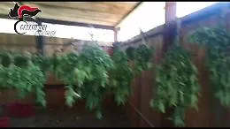 Nell'ovile 731 piante di marijuana e 170 grammi di cocaina: un arresto