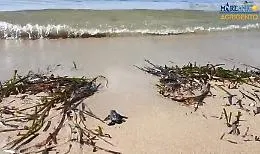 Prime uova di Caretta caretta si schiudono a Siculiana