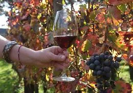 In Sicilia produzione del vino in calo ma la qualit&agrave; sar&agrave; ottima