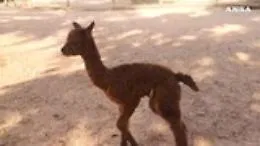 Un cucciolo di alpaca &egrave; nato nel bioparco di Torino