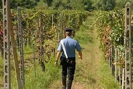 Canicatt&igrave;, raid vandalico in un vigneto