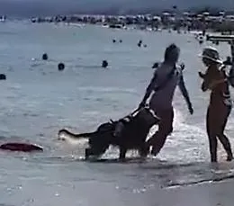 Cani 'eroi' salvano due ragazzi in Sicilia