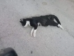 Decimata colonia di gatti ad Agrigento