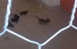 Liberati oltre 50 gatti tenuti in un garage a Scicli: si possono adottare