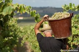 Mandrarossa, la vendemmia apre al pubblico dopo due anni