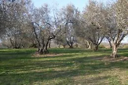 Burgio, raid vandalico a danno di un uliveto