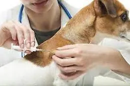 Lampedusa, microcippatura gratuita per i cani di propriet&agrave;