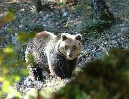 L'orsa F43 morta durante la cattura, Aidaa annuncia esposto