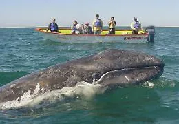 Nuova Zelanda: barca contro balena, cinque le vittime
