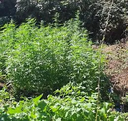 Piantagione di marijuana scoperta in area rurale di Messina: arrestati padre e figlio