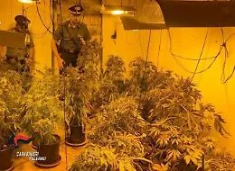 Serra indoor di cannabis in un casolare nel Palermitano: due arresti