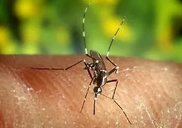 West Nile, c'&egrave; il primo caso in Sicilia: &egrave; un uomo di Marsala (mai stato nel Nord Italia)