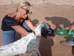 Agrigento, turista segnala un cane in difficolt&agrave;, intervento tempestivo dell'assessore Lala