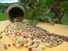 Dal pistacchio di Bronte all'Ottobrata di Zafferana ecco la guida alle Sagre d'autunno
