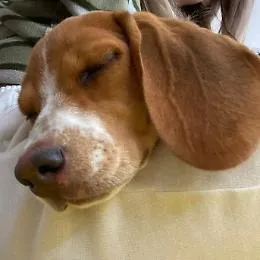Striscia la Notizia porta sul bancone Luna, un altro cagnolino dell'Oasi di Santa Margherita Belice
