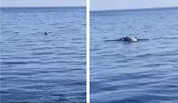 Avvistato a Stromboli un esemplare di foca monaca