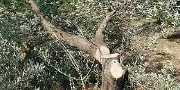 Calamonaci, tagliati trenta alberi di ulivo