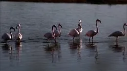 Lo spettacolo dei fenicotteri rosa a Ostia, oggi una giornata di osservazioni con il binocolo