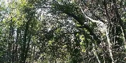 Esce per fare jogging nel bosco ma viene trovato morto il giorno dopo