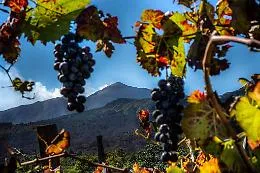 Vino: Etna Doc, annata con qualit&agrave; eccellente
