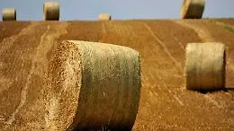 Licata, tragico Natale in un'azienda: agricoltore muore schiacciato da una balla di fieno di 400 chili
