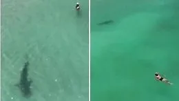 Grande squalo tigre nuota a riva vicino ai bagnanti: il video dal drone