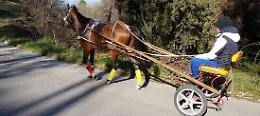Catania, col calesse tra le auto e a forte velocit&agrave;: denunciato "fantino", sequestrato il cavallo