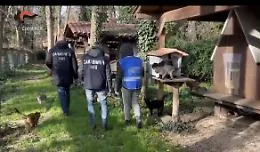 Controlli dei Nas in diversi canili e gattili, sequestri e denunce a Catania e Palermo