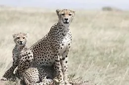 l'India ricever&agrave; 12 ghepardi dal Sudafrica